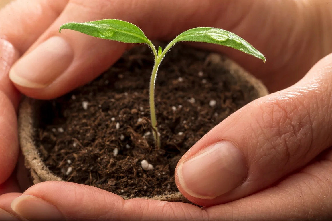 Hände halten einen kleinen Tomatensetzling